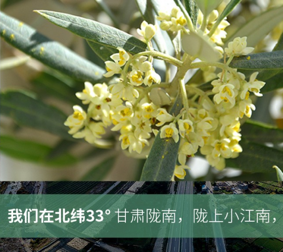 武都的氣候、土壤等與地中海沿岸極其相似，同處于世界頂級(jí)油橄欖黃金生產(chǎn)帶（32°58--33°36）年平均氣溫為14.7°，年日照時(shí)數(shù)1911..